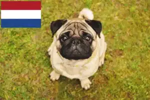 Read more about the article Mopsopdrættere og hvalpe i Holland