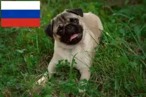 Read more about the article Mopsopdrættere og hvalpe i Rusland