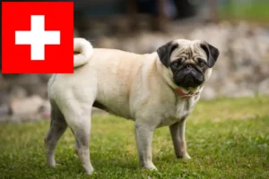 Read more about the article Mopsopdrættere og hvalpe i Schweiz