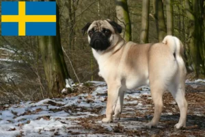 Read more about the article Mopsopdrættere og hvalpe i Sverige