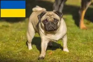 Read more about the article Mopsopdrættere og hvalpe i Ukraine