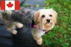 Read more about the article Morkieopdrættere og hvalpe i Canada