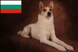 Read more about the article Norrbottenspitz opdrættere og hvalpe i Bulgarien
