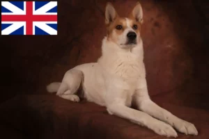 Read more about the article Norrbottenspitz opdrættere og hvalpe i Storbritannien