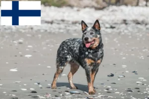 Read more about the article Australian Cattle Dog opdrættere og hvalpe i Finland