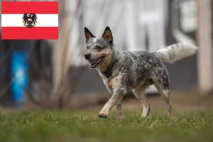 Read more about the article Australian Cattle Dog opdrættere og hvalpe i Østrig