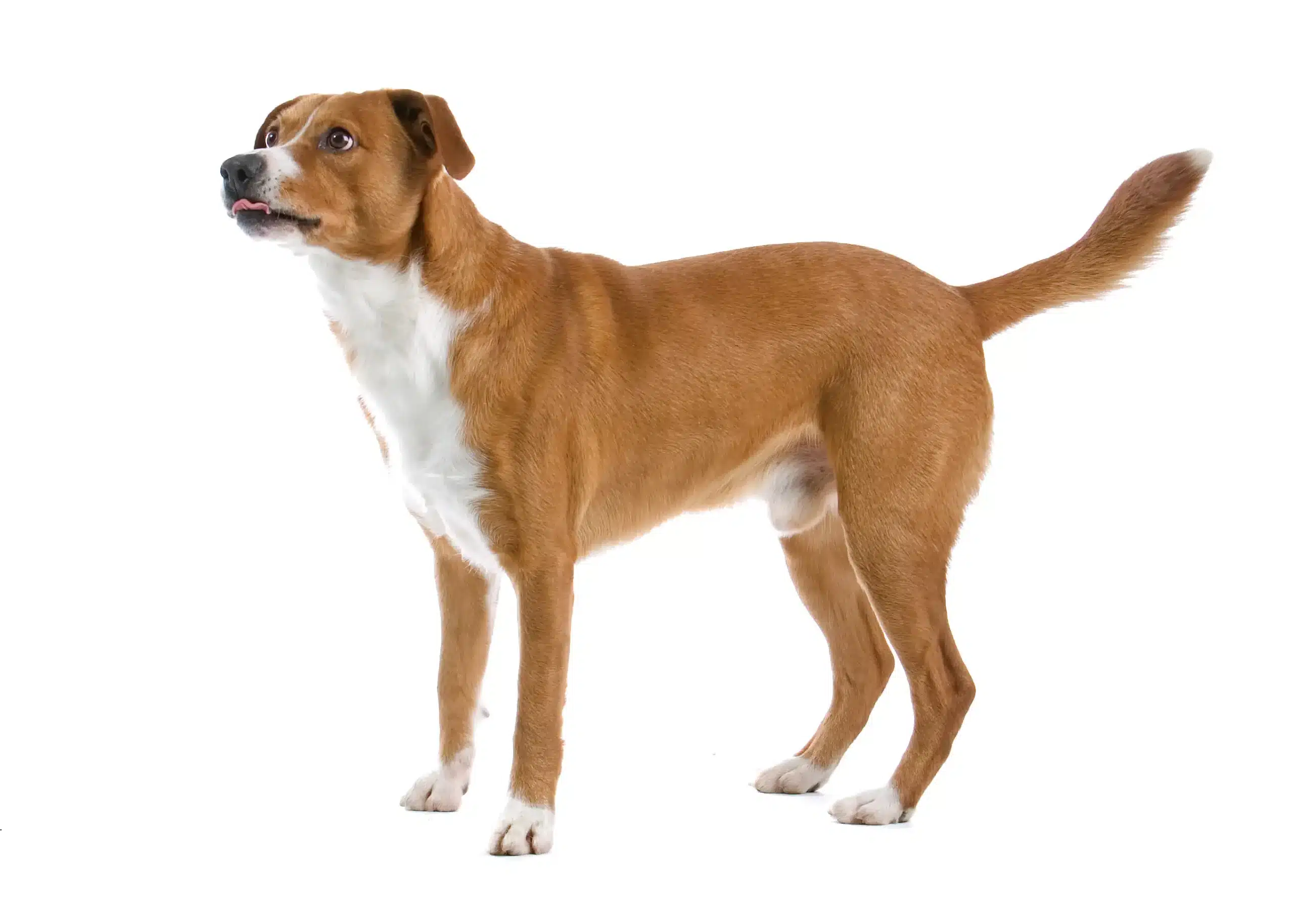 Read more about the article Østrigsk pinscher-opdrætter