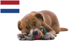 Read more about the article Østrigsk Pinscher opdrætter og hvalpe i Holland