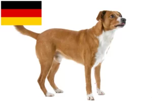 Read more about the article Østrigsk Pinscher opdrætter og hvalpe i Tyskland