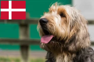 Read more about the article Otterhundeopdrættere og hvalpe i Danmark