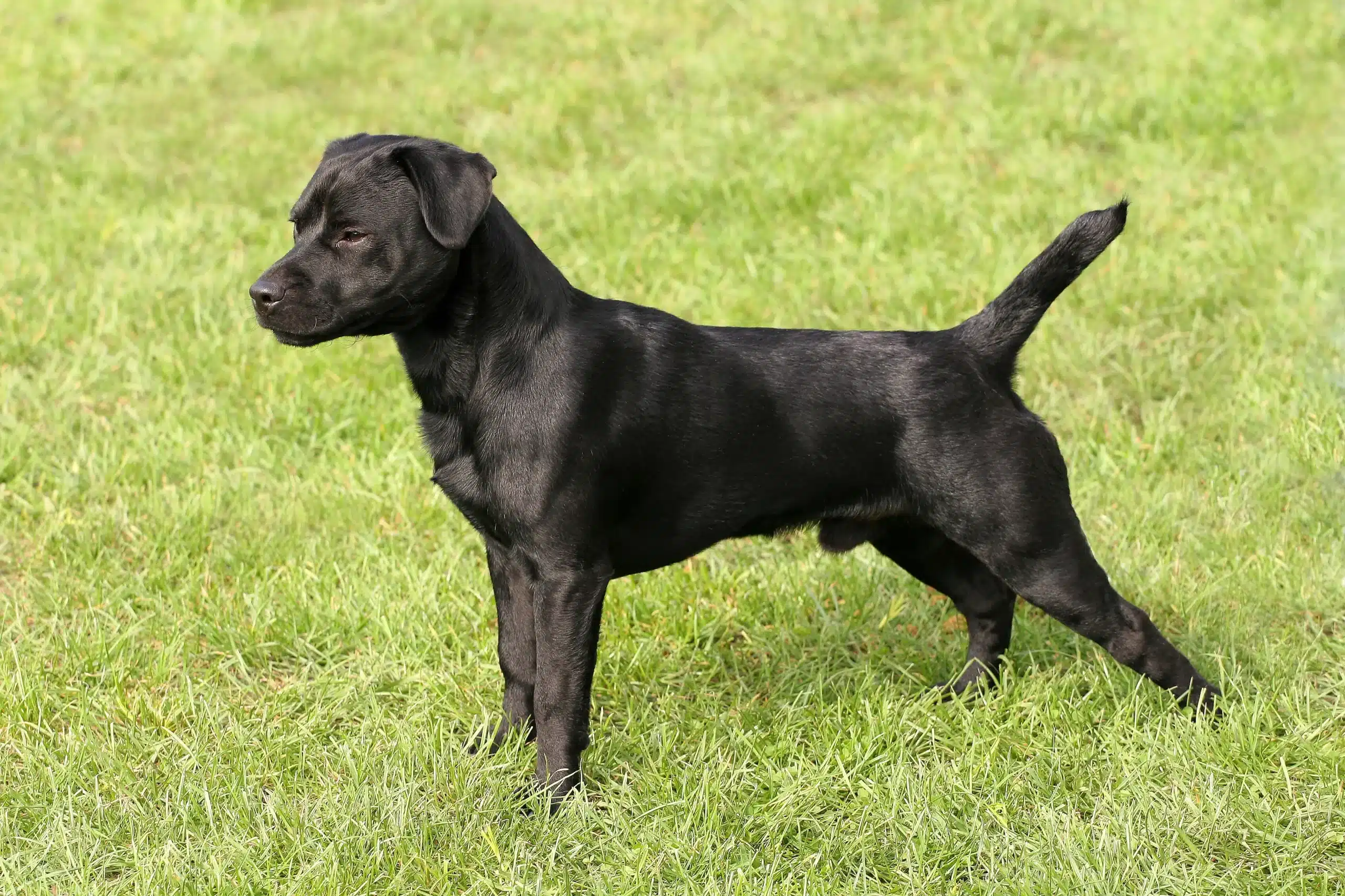 Read more about the article Patterdale Terrier opdrætter