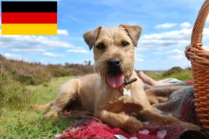 Read more about the article Patterdale Terrier opdrættere og hvalpe i Tyskland
