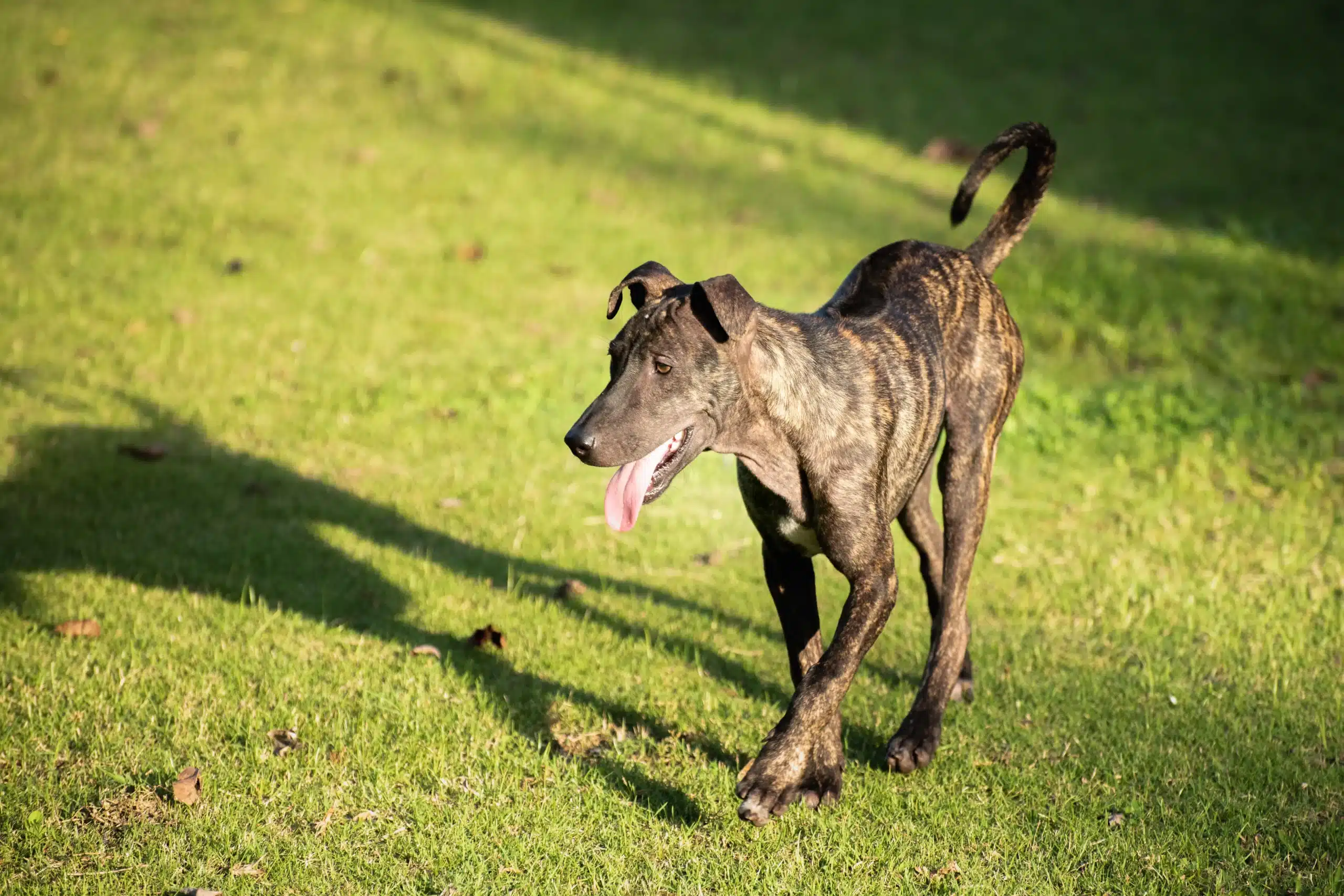 Read more about the article Phu Quoc Ridgeback opdrætter