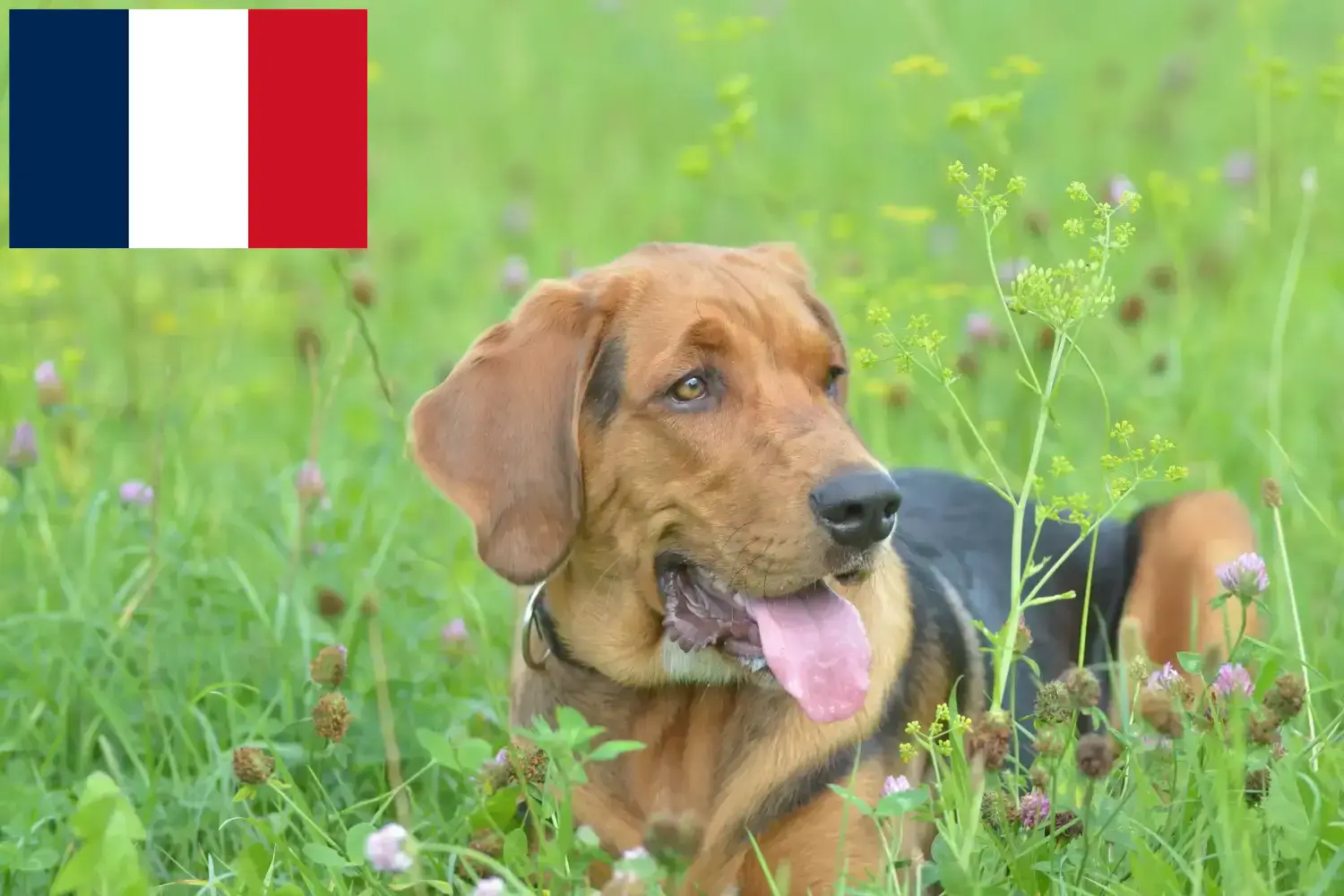 Polish Bracke hvalpe og opdrættere Frankrig Her kan du finde opdrættere af polsk brakved i Frankrig.