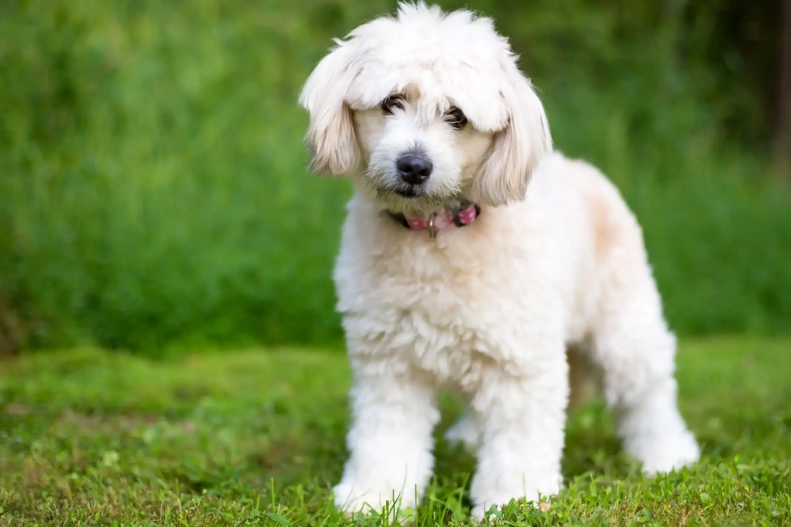 Read more about the article Pomapoo-opdrætter