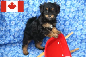 Read more about the article Pomapoo-opdrættere og hvalpe i Canada