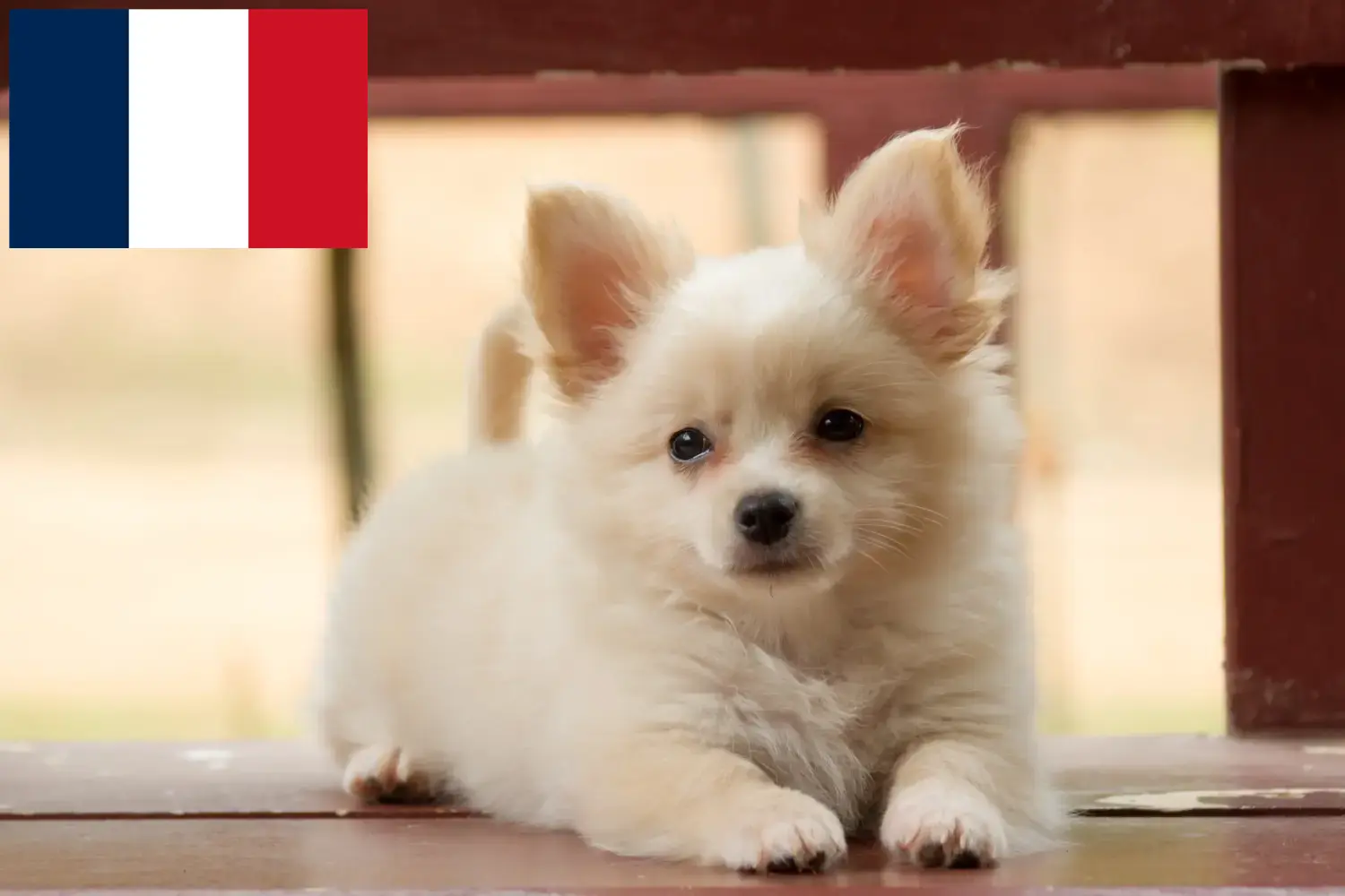 Read more about the article Pomchi-opdrættere og hvalpe i Frankrig