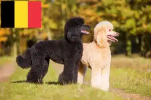 Read more about the article Pudelopdrættere og hvalpe i Belgien