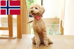 Read more about the article Pudelopdrættere og hvalpe i Norge
