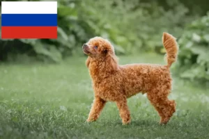 Read more about the article Pudelopdrættere og hvalpe i Rusland