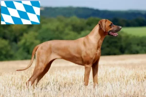Read more about the article Rhodesian Ridgeback opdrættere og hvalpe i Bayern