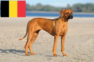 Read more about the article Rhodesian Ridgeback opdrættere og hvalpe i Belgien