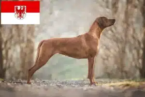 Read more about the article Rhodesian Ridgeback opdrættere og hvalpe i Brandenburg