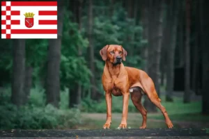 Read more about the article Rhodesian Ridgeback opdrætter og hvalpe i Bremen