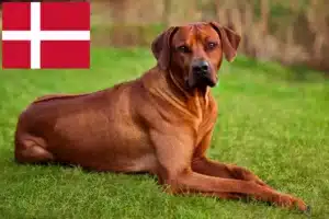 Read more about the article Rhodesian Ridgeback opdrættere og hvalpe i Danmark