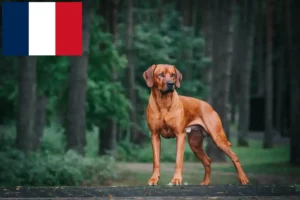 Read more about the article Rhodesian Ridgeback opdrættere og hvalpe i Frankrig