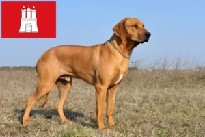 Read more about the article Rhodesian Ridgeback opdrætter og hvalpe i Hamborg