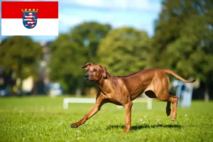Read more about the article Rhodesian Ridgeback opdrættere og hvalpe i Hessen