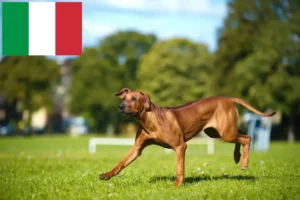 Read more about the article Rhodesian Ridgeback opdrættere og hvalpe i Italien