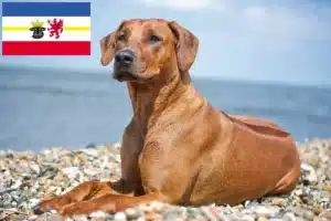 Read more about the article Rhodesian Ridgeback opdrættere og hvalpe i Mecklenburg-Vorpommern