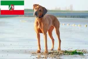 Read more about the article Rhodesian Ridgeback opdrættere og hvalpe i Nordrhein-Westfalen