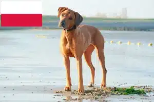 Read more about the article Rhodesian Ridgeback opdrættere og hvalpe i Polen