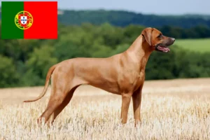 Read more about the article Rhodesian Ridgeback opdrættere og hvalpe i Portugal