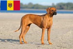Read more about the article Rhodesian Ridgeback opdrættere og hvalpe i Moldova