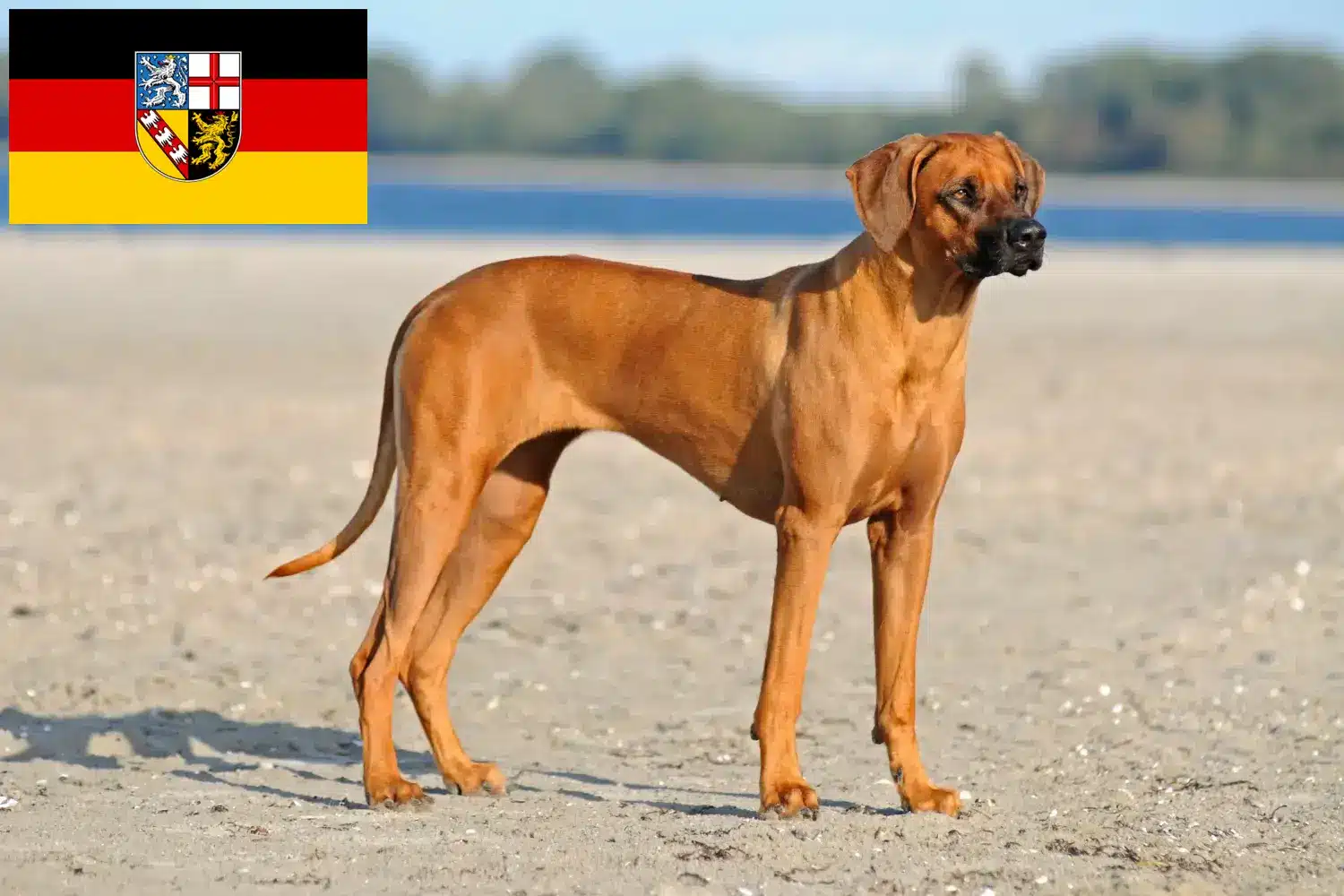Read more about the article Rhodesian Ridgeback opdrættere og hvalpe i Saarland