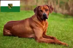 Read more about the article Rhodesian Ridgeback opdrættere og hvalpe i Sachsen