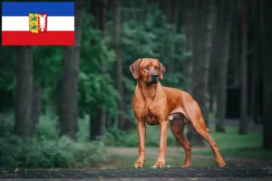 Read more about the article Rhodesian Ridgeback opdrættere og hvalpe i Schleswig-Holstein