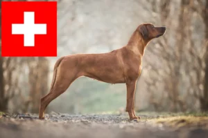 Read more about the article Rhodesian Ridgeback opdrættere og hvalpe i Schweiz