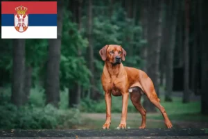 Read more about the article Rhodesian Ridgeback opdrættere og hvalpe i Serbien