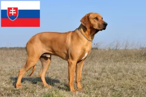 Read more about the article Rhodesian Ridgeback opdrættere og hvalpe i Slovakiet