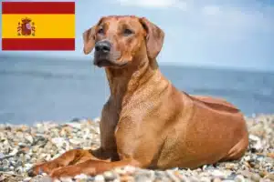 Read more about the article Rhodesian Ridgeback opdrættere og hvalpe i Spanien