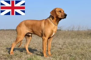 Read more about the article Rhodesian Ridgeback opdrættere og hvalpe i Storbritannien