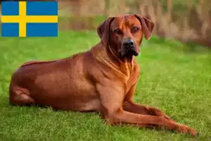 Read more about the article Rhodesian Ridgeback opdrættere og hvalpe i Sverige