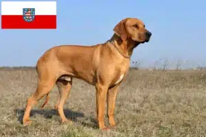 Read more about the article Rhodesian Ridgeback opdrættere og hvalpe i Thüringen