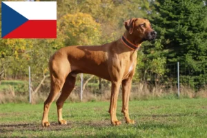 Read more about the article Rhodesian Ridgeback opdrættere og hvalpe i Tjekkiet