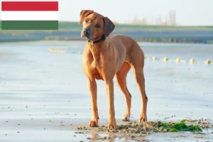 Read more about the article Rhodesian Ridgeback opdrættere og hvalpe i Ungarn